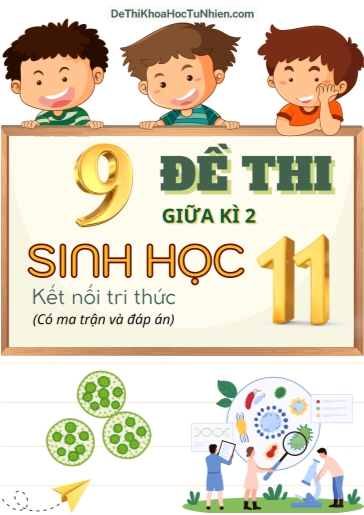 Bộ 9 Đề thi giữa học kì 2 môn Sinh Học lớp 11 có Ma trận và Đáp án (Kết nối tri thức)